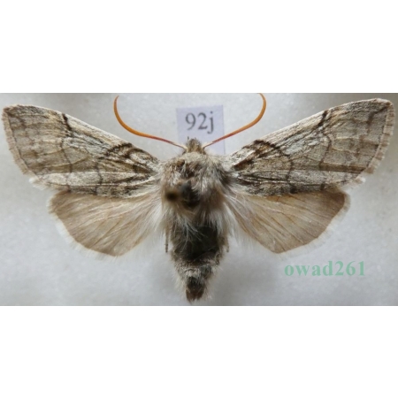 Achlya flavicornis (Linnaeus, 1758) Przestrożnica żółtorożka Czech92j